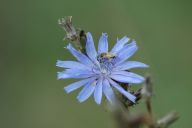 Čekanka obecná – nejen skvělá náhražka kávy Čekanka obecná – nejen skvělá náhražka kávy: Nápadná. Světle modře kvetoucí kytička, často…