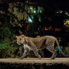 Leopard ve městě Mumbai