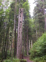 Život v lese - ráno Život v lese - ráno: Je chladno. Sluníčko pomalinku vstává a připravuje…