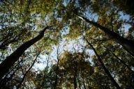 Ekosystémy v české přírodě - kulturní les Ekosystémy v české přírodě - kulturní les: Jedná se o nejčastější typ lesního ekosystému v…