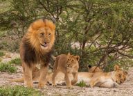 Proč je lev pokládán za krále zvířat? Proč je lev pokládán za krále zvířat?: Lev je bezpochyby nádherné a impozantní zvíře, ale…