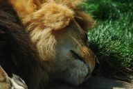 Návrat lvů zpět do USA? Návrat lvů zpět do USA?: Příroda se díky evoluci mění a přizpůsobuje různým…