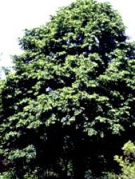 EKOPORADNA - aneb nad Vašimi dotazy - Dřeviny EKOPORADNA - aneb nad Vašimi dotazy - Dřeviny: Vzhledem k tomu, ze se nám v redakci začínají…