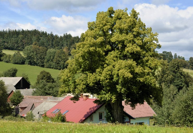 zobrazit detail snímku: Lípa malolistá neboli srdčitá (Tilia cordata).