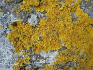 Lišejníky, skromní dobyvatelé skal Lišejníky, skromní dobyvatelé skal: Na neobydleném skalisku je lišejník zpravidla jedním…