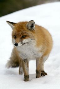 Češi kožešinám nefandí Češi kožešinám nefandí: Zcela nový výzkum Centra pro výzkum veřejného mínění…