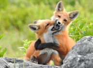 Liška obecná - legendární krásný a vychytralý obyvatel naší přírody Liška obecná - legendární krásný a vychytralý obyvatel naší přírody: Liška obecná (Vulpes vulpes) si díky své chytrosti a…