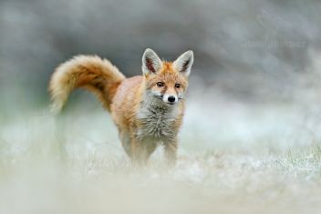 Liška obecná - klikněte pro zobrazení detailu Liška obecná - klikněte pro zobrazení detailu