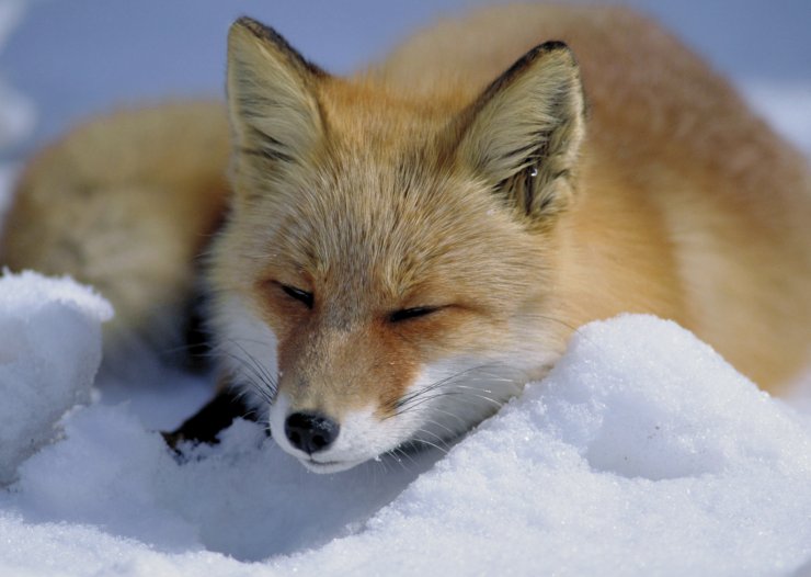 zobrazit detail snímku: Liška obecná (Vulpes vulpes).