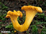 Liška obecná - Cantharellus cibarius Liška obecná - Cantharellus cibarius: Zamyslíte-li se nad nadpisem článku, můžete nabýt…