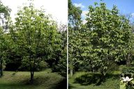 Víte, co je to fenologie? Víte, co je to fenologie?: Fenologie se zabývá načasováním opakovaného vývoje…