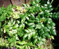 Mahónie cesmínolistá - Mahonia aquifolium Mahónie cesmínolistá - Mahonia aquifolium: Mahónii cesmínolistou mají rádi zahrádkáři, protože…