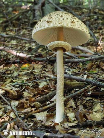 Bedla vysoká - klikněte pro zobrazení detailu Bedla vysoká - klikněte pro zobrazení detailu