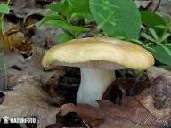 Čirůvka májovka – Calocybe gambosa Čirůvka májovka – Calocybe gambosa: Čirůvka májovka se řadí mezi jedlé houby a určitě…