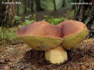 Hřib borový - Boletus pinophilus Hřib borový - Boletus pinophilus: Hřib borový, lidově podborovák, je chuťově jedna z…