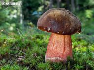 Hřib kovář - Boletus erythropus Hřib kovář - Boletus erythropus: Teplé počasí a deště, to je ta správná kombinace pro…