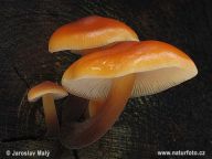 Penízovka sametonohá - Flammulina velutipes Penízovka sametonohá - Flammulina velutipes: Zásoby hub z letošního roku už pomalu docházejí?…