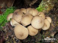 Pýchavka hruškovitá - Lycoperdon Pyriforme Pýchavka hruškovitá - Lycoperdon Pyriforme: Mladé plodnice pýchavky hruškovité jsou jedlé…