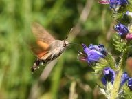Dlouhozobka svízelová – Macroglossum stellatarum Dlouhozobka svízelová – Macroglossum stellatarum: Jedná se o motýla z čeledi lišajovitých, typických…