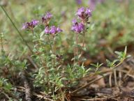 Mateřídouška úzkolistá - vůně úsvitu v ráji Mateřídouška úzkolistá - vůně úsvitu v ráji: Mateřídouška má mnoho poetických názvů. Duše Panny…