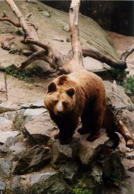 ZOO Brno ZOO Brno: ZOO Brno svým návštěvníkům nabízí procházku krásným…