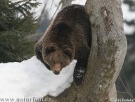 Velké šelmy žijící v ČR a jejich ochrana - 1 díl Velké šelmy žijící v ČR a jejich ochrana - 1 díl: Na území České republiky žijí tři druhy tzv. velkých…