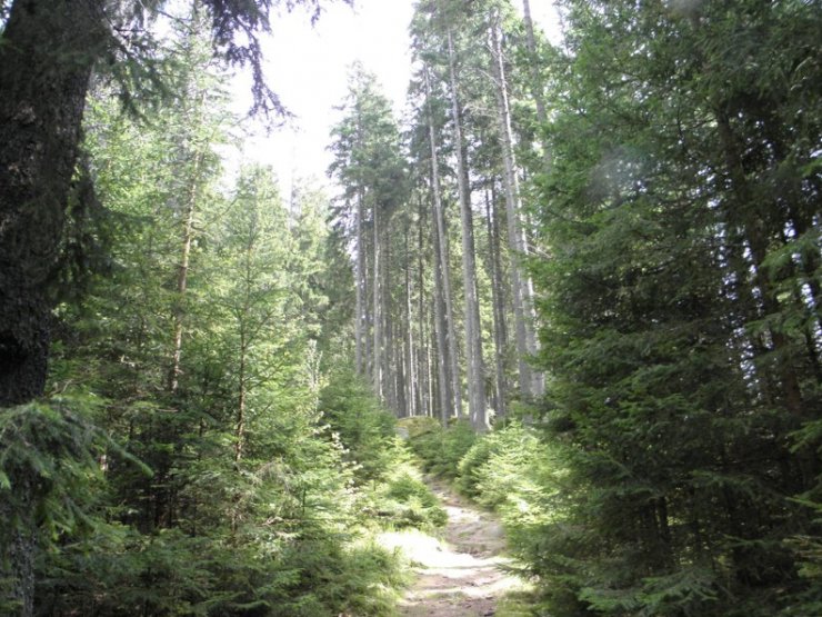 zobrazit detail snímku: Mírné stoupání svěžím lesem k „Rudolfstein“.