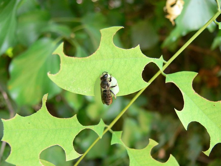 zobrazit detail snímku: Megachile rotundata