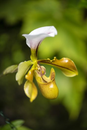 zobrazit detail snímku: Střevíčníkovec -  Paphiopedilum villosum.