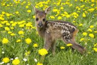Co dělat při nálezu mláděte? Co dělat při nálezu mláděte?: Obzvláště v jarních měsících, době rozmnožování…