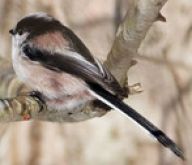 Mlynařík dlouhoocasý - Aegithalos caudatus Mlynařík dlouhoocasý - Aegithalos caudatus: Díky výrazným rozlišovacím znakům si hp snad nelze…