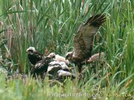Moták pochop - Circus aeruginosus Moták pochop - Circus aeruginosus: Hnídištěm motáka pochopa jsou převážně rákosové…