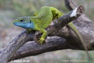 Ještěrka zelená - Lacerta viridis Ještěrka zelená - Lacerta viridis: Ještěrka zelená patří k drobným plazům, jejich…
