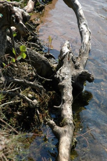 Mrtvé dřevo - klikněte pro zobrazení detailu Mrtvé dřevo - klikněte pro zobrazení detailu
