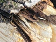 Význam mrtvého dřeva pro ekosystém Význam mrtvého dřeva pro ekosystém: Mrtvé dřevo – termín obecně zažitý pro dřevo v…