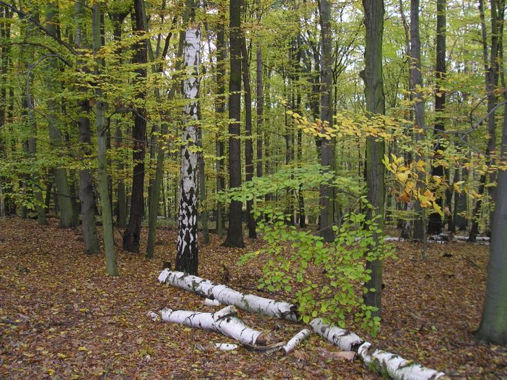 zobrazit detail snímku: Mladší dubohabrový les