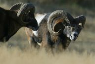 Muflon - Ovis musimon - návrat Muflon - Ovis musimon - návrat