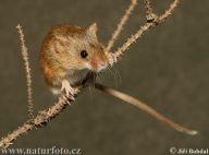 Myška drobná - Micromys minutus Myška drobná - Micromys minutus: Velmi něžná myška drobná s malinkýma očima je spolu…
