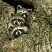 Riziko v mývalím trusu v zahradách a dětských hřištích Riziko v mývalím trusu v zahradách a dětských hřištích