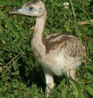 Nejčerstvější přírůstky jihlavské zoo Nejčerstvější přírůstky jihlavské zoo: Teplé letní měsíce června a července přály nejenom…