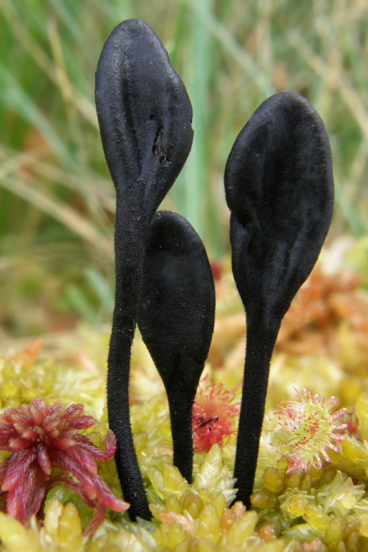 zobrazit detail snímku: Jazourek srstnatý (Trichoglossum hirsutum) 