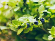 Borůvka pravá - lesní léčitelka Borůvka pravá - lesní léčitelka: Borůvky známe všichni – každý z nás si pamatuje…