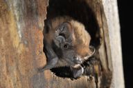 Děsivá nahrávka dokázala, jak netopýr loví ptáky Děsivá nahrávka dokázala, jak netopýr loví ptáky: Dlouho se věřilo, že se netopýr obrovský (Nyctalus…