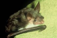 Natáčení zvuků z přírody - díl 5 Natáčení zvuků z přírody - díl 5: V minulém dílu jsem se pokusil objasnit, jak funguje…