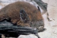 Co se zraněným netopýrem Co se zraněným netopýrem: V sobotu, 23. dubna 2005, jsem obdržel smsku: