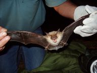 Podzimní odchyty netopýrů Podzimní odchyty netopýrů: Tento článek je součástí prezentace činnosti…