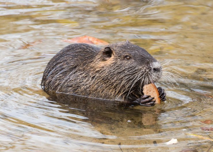 zobrazit detail snímku: Nutrie říční