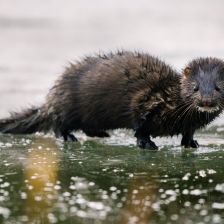Vetřelec v černém sametu na českých zimních tocích – Norek americký Vetřelec v černém sametu na českých zimních tocích – Norek americký