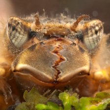 Larva páskovce (řád vážky) 