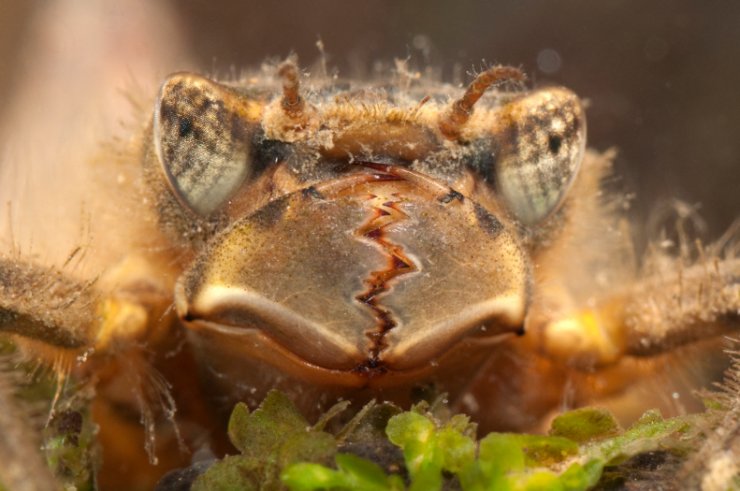 zobrazit detail snímku: Larva páskovce (řád vážky) 